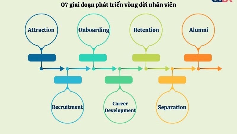 7 Giai đoạn vòng đời nhân viên trong doanh nghiệp